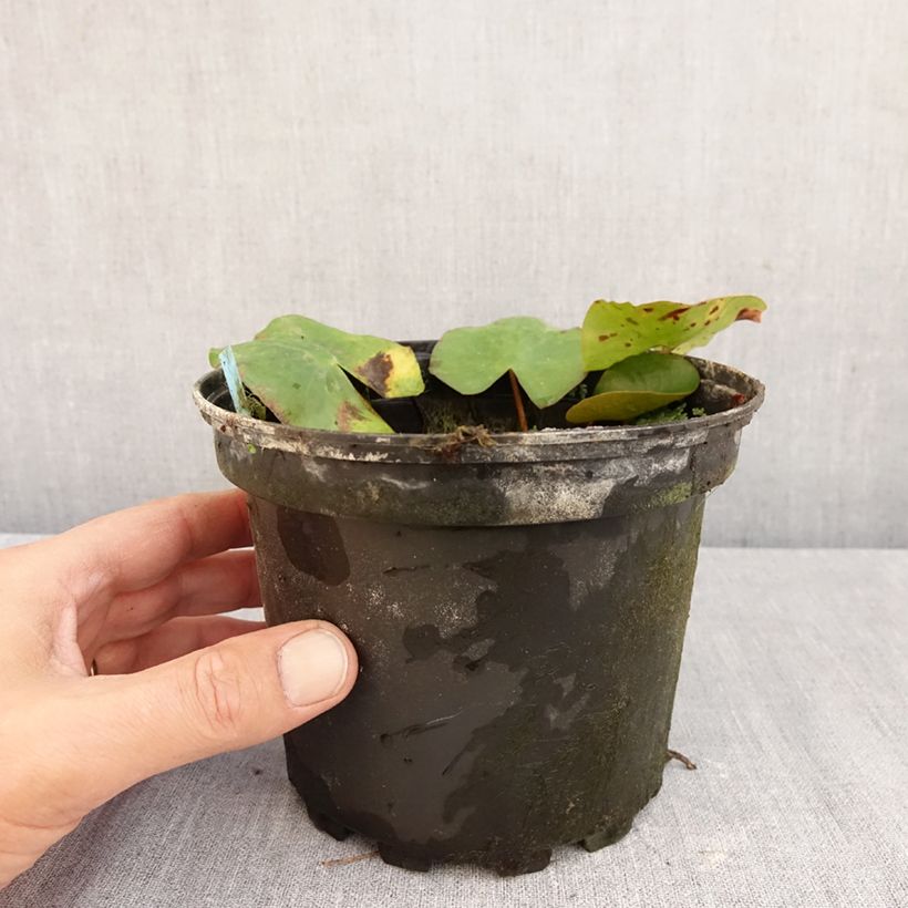 Spécimen de Nymphaea Newton - Nénuphar rustique rose Pot de 1,5L/2L tel que livré en automne