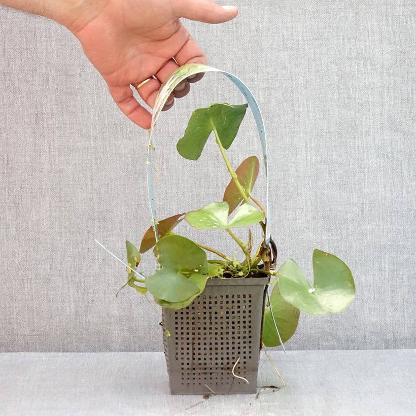 Example of Nymphaea Odorata Alba - Nymphée odorante Pot de 1L/1,5L as you get in ete