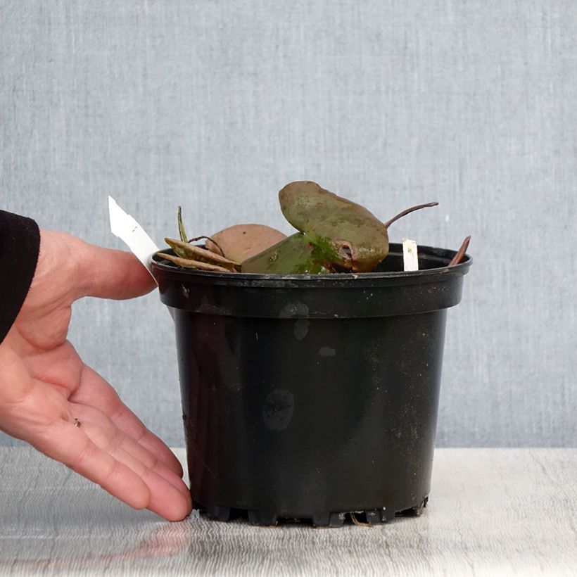 Example of Nymphaea Odorata Suavissima - Nénuphar rustique rose Pot de 1,5L/2L as you get in printemps