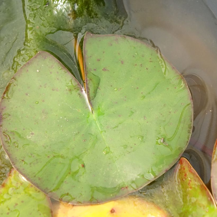 Nymphaea Odorata Suavissima - Nénuphar rustique rose (Foliage)