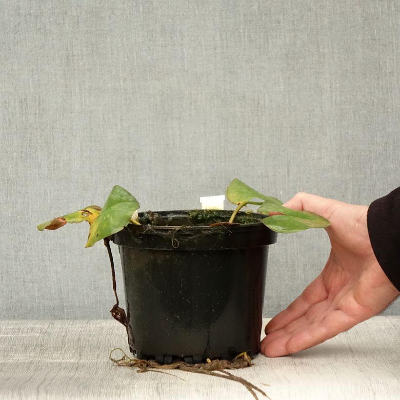 Spécimen de Nymphaea Odorata Sulphurea Grandiflora - Nénuphar rustique jaune Pot de 1,5L/2L tel que livré en automne