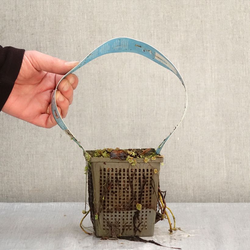 Spécimen de Nymphaea Perry's Double White - Nénuphar rustique Pot de 1L/1,5L tel que livré en hiver