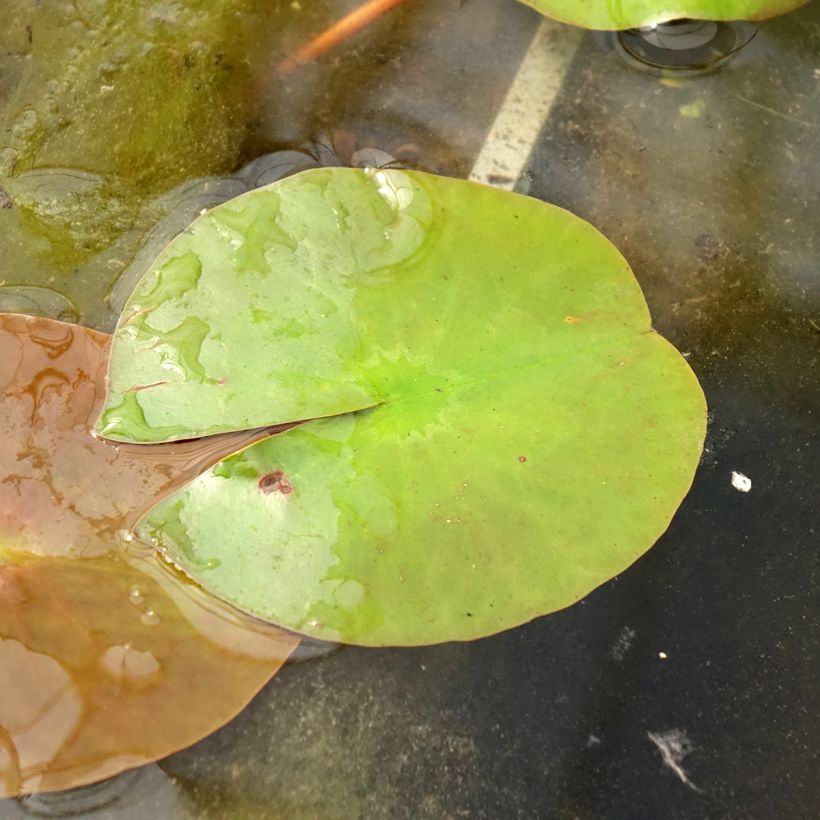 Nymphaea Peter Slocum - Nénuphar rustique rose parme (Feuillage)