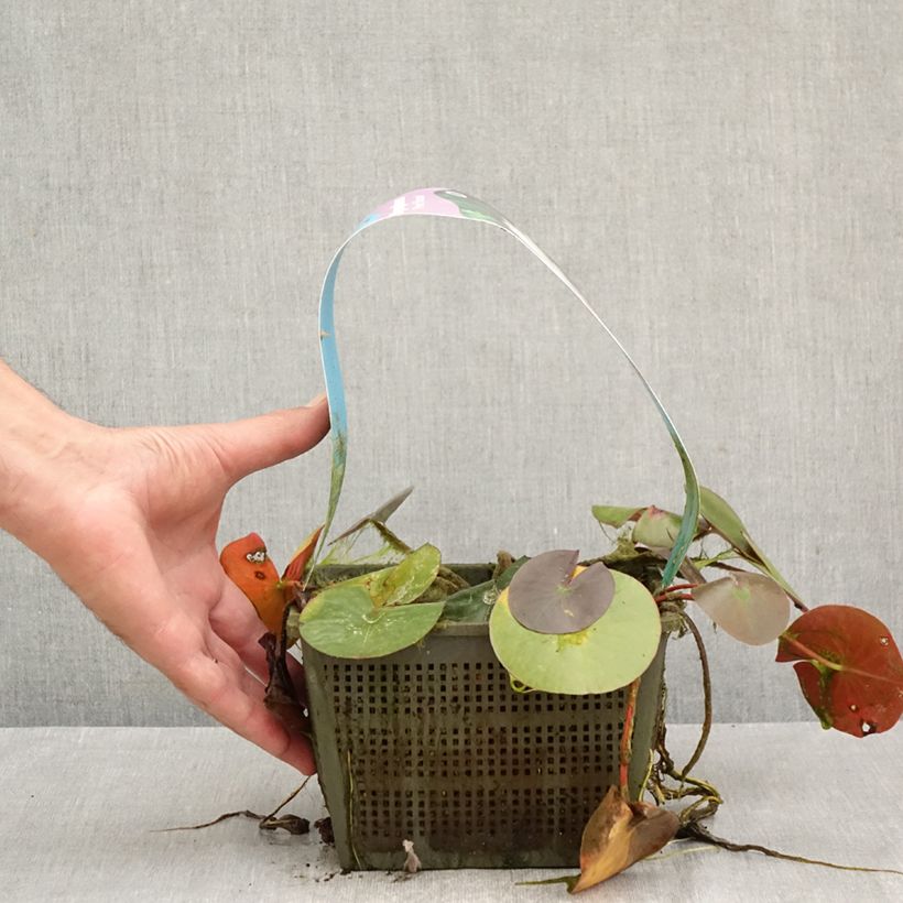Spécimen de Nymphaea Peter Slocum - Nénuphar rustique rose parme Pot de 3L/4L tel que livré en automne