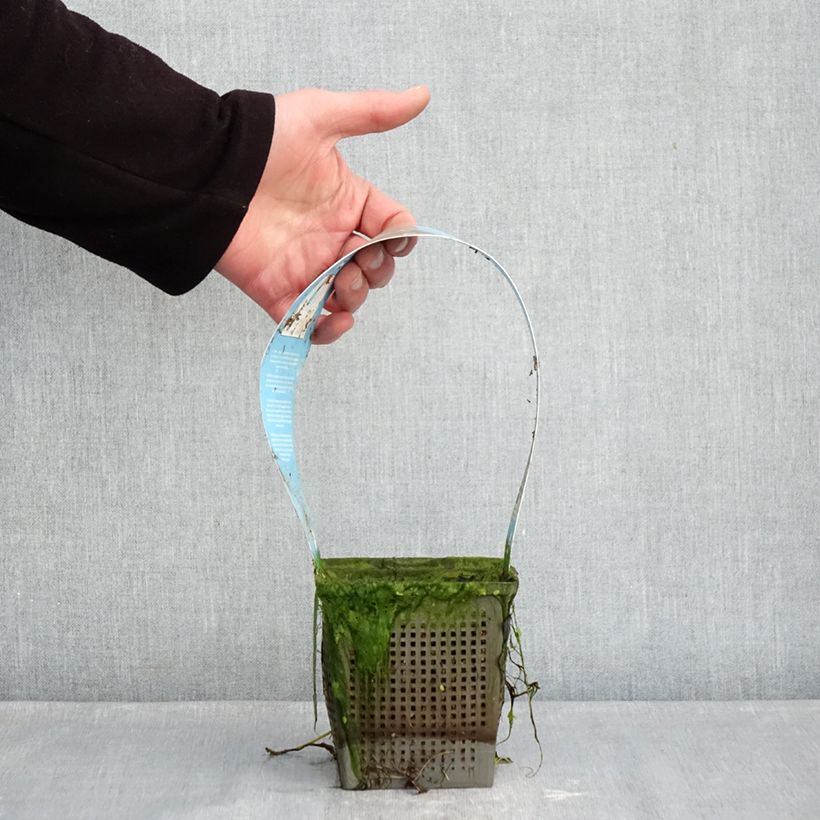 Example of Nymphaea Phoebus - Nénuphar rustique Pot de 1L/1,5L as you get in hiver