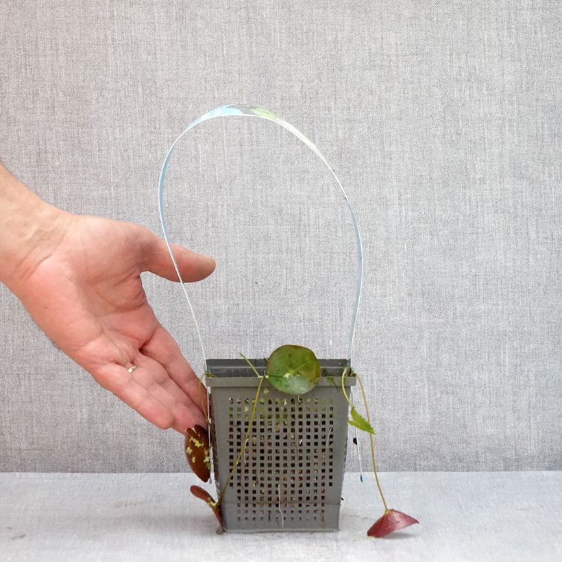 Spécimen de Nymphaea Pygmaea Alba - Nénuphar nain rustique Pot de 1L/1,5L tel que livré en été