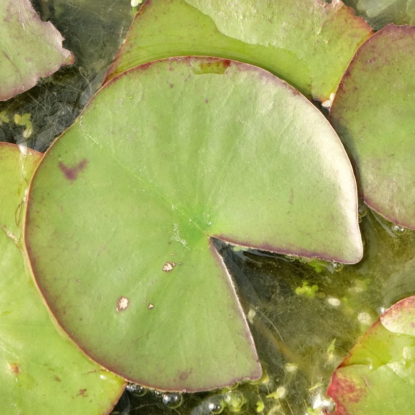 Nymphaea Ray Davies - Nénuphar rustique (Foliage)