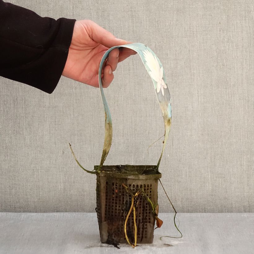 Example of Nymphaea Ray Davies - Nénuphar rustique Pot de 1L/1,5L as you get in hiver