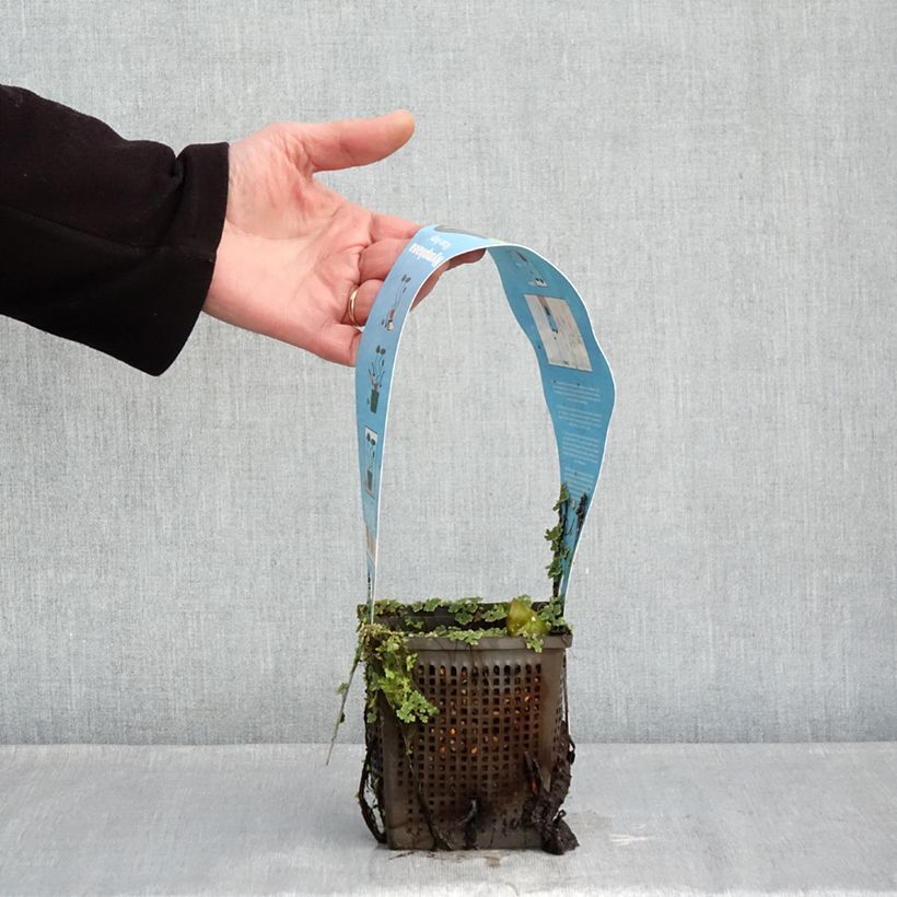 Spécimen de Nymphaea Rose Arey - Nénuphar rustique Pot de 1L/1,5L tel que livré en hiver