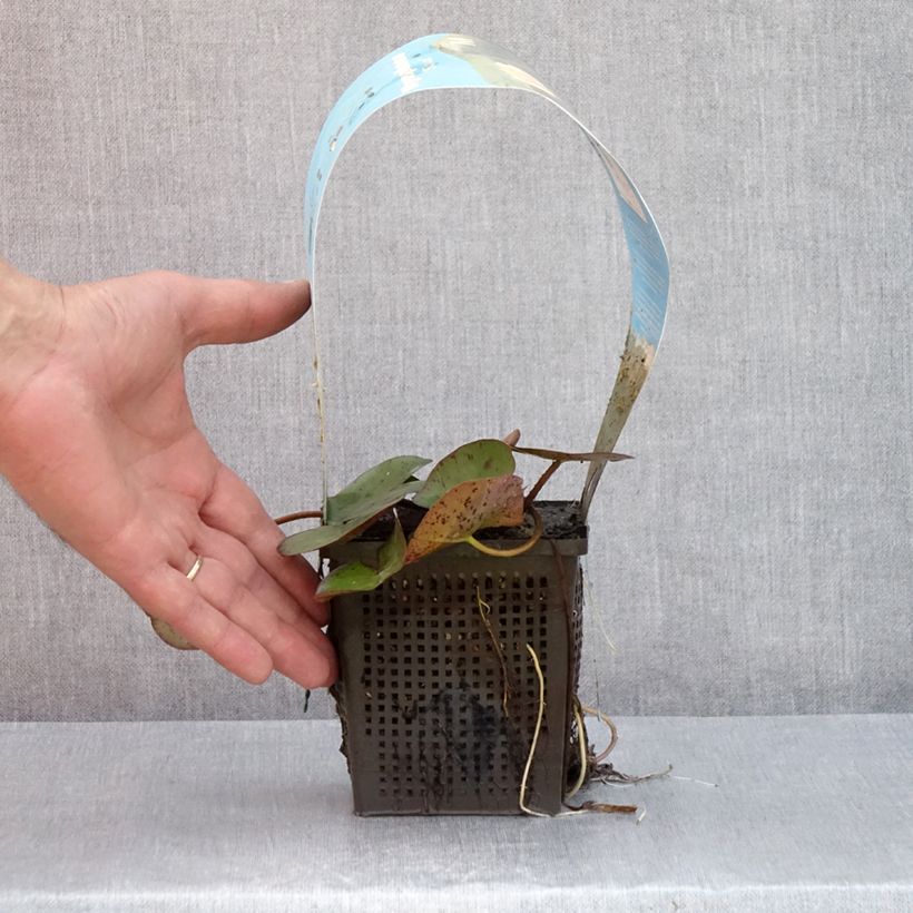 Example of Nymphaea Sioux - Nénuphar rustique Pot de 1L/1,5L as you get in ete