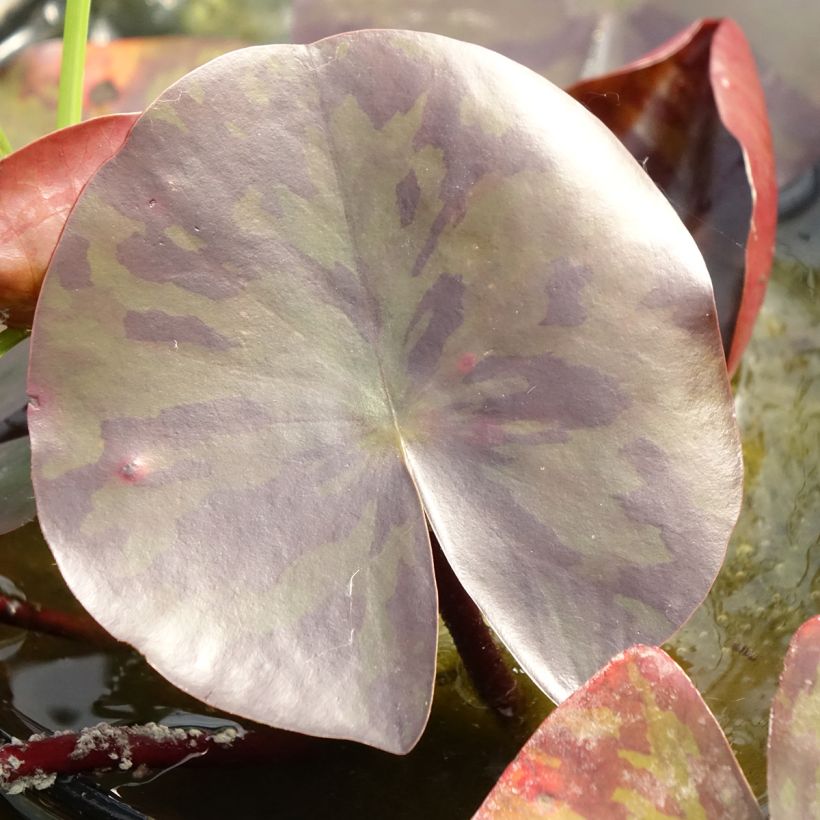Nymphaea Starbright - Nénuphar rustique (Feuillage)