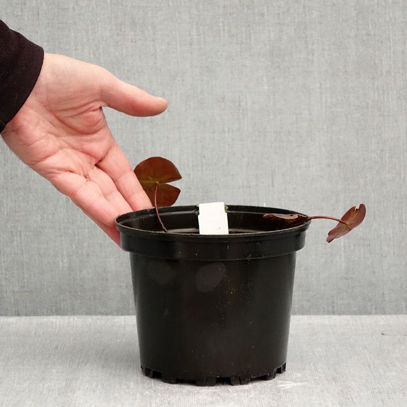 Spécimen de Nymphaea Starbright - Nénuphar rustique Pot de 1,5L/2L tel que livré en automne