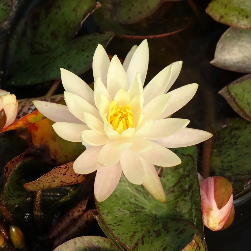 Nymphaea Texas Dawn - Nénuphar rustique (Floraison)
