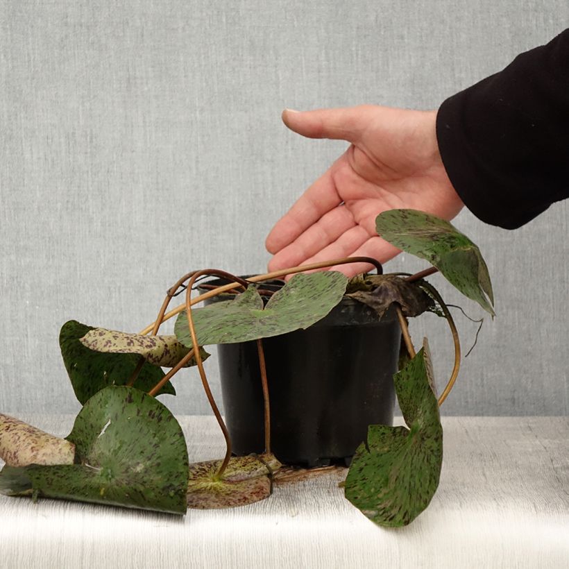 Spécimen de Nymphaea Texas Dawn - Nénuphar rustique Pot de 1,5L/2L tel que livré au printemps