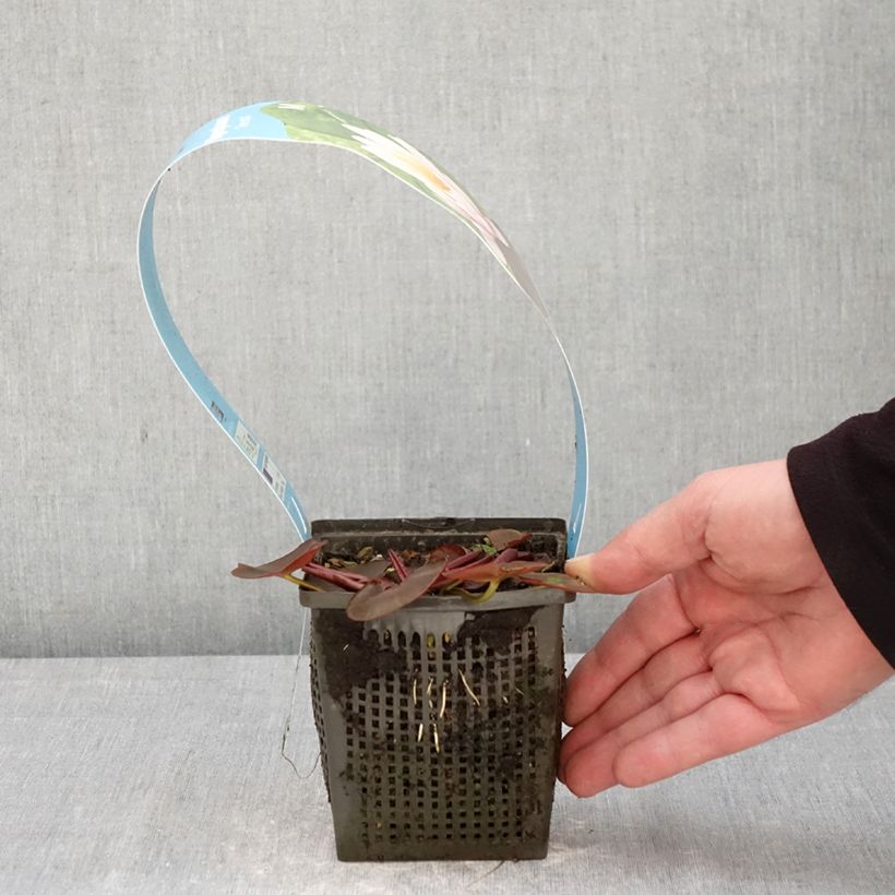 Spécimen de Nymphaea Venusta - Nénuphar rustique Pot de 1L/1,5L tel que livré au printemps