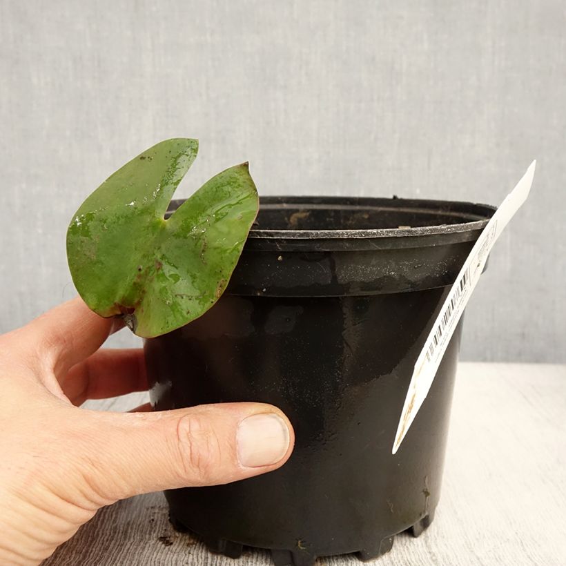 Example of Nymphaea Walter Pagels - Nénuphar nain rustique Pot de 1,5L/2L as you get in printemps