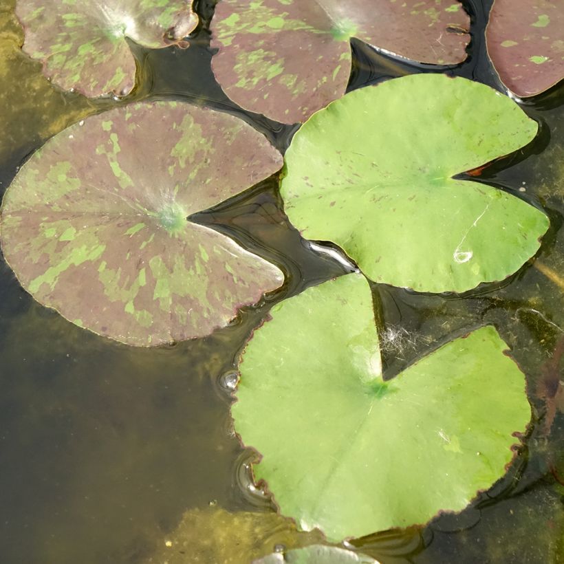 Nymphaea Wanvisa - Nénuphar rustique (Foliage)