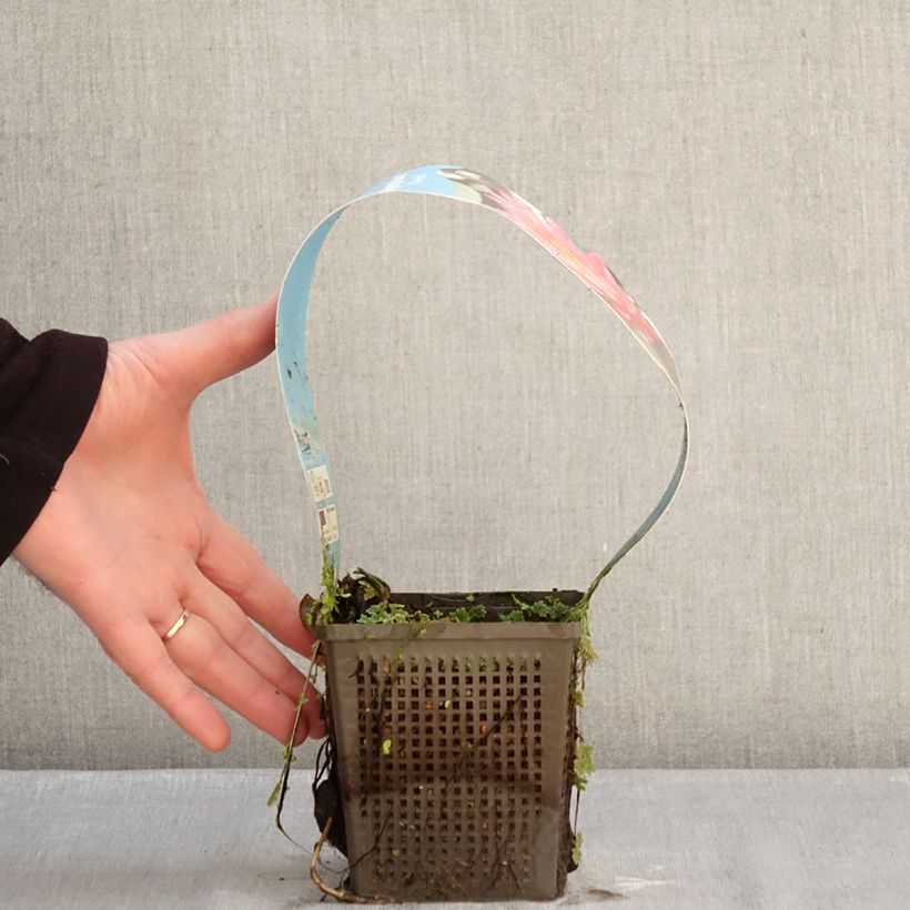 Example of Nymphaea Wanvisa - Nénuphar rustique Pot de 1L/1,5L as you get in hiver