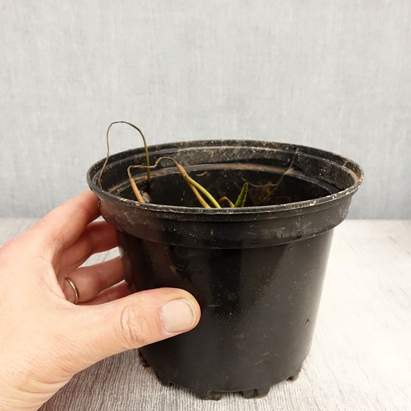 Spécimen de Nymphaea White 1000 Petals - Nénuphar rustique blanc Pot de 1,5L/2L tel que livré au printemps