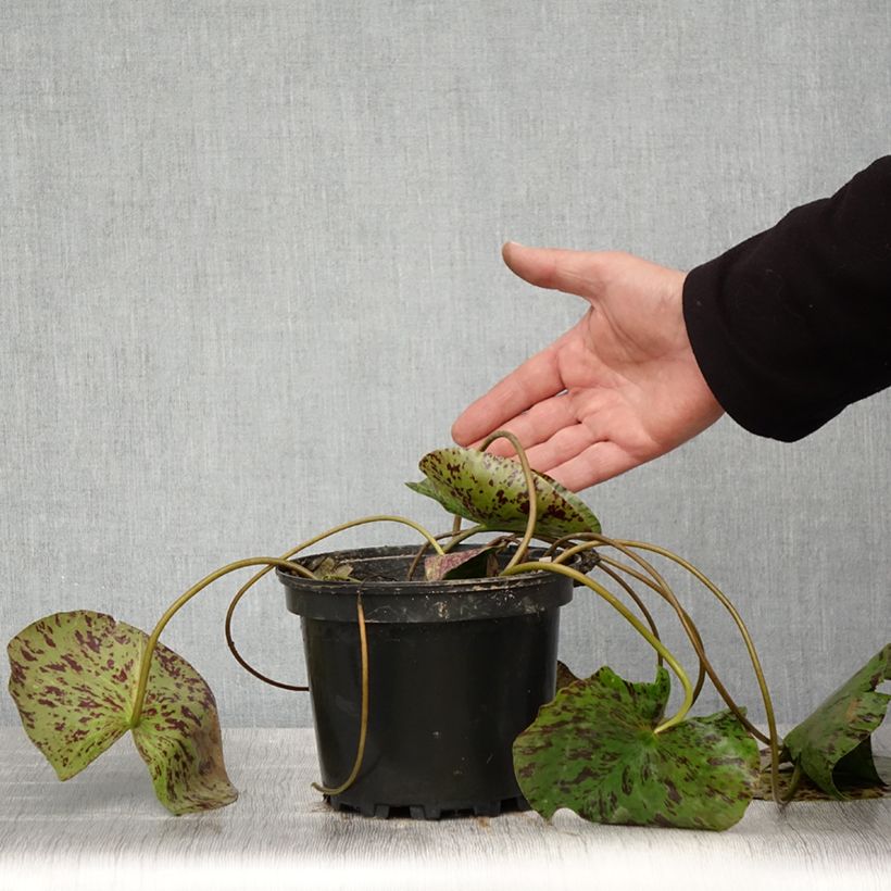 Example of Nymphaea Yellow Enigma - Nénuphar rustique jaune Pot de 1,5L/2L as you get in printemps