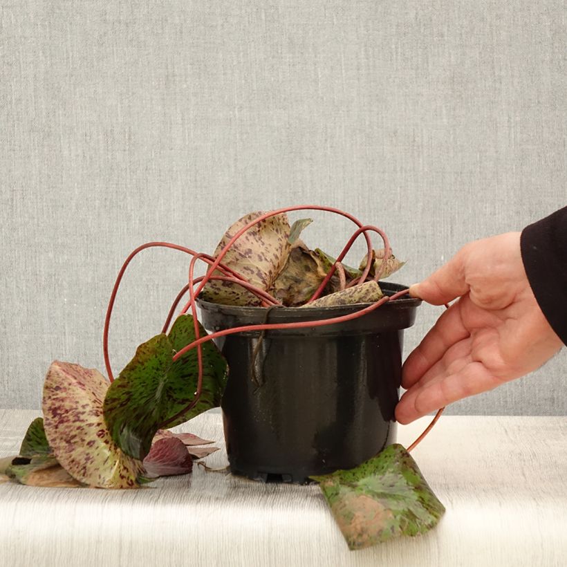 Spécimen de Nymphaea Yellow Queen - Nénuphar rustique jaune Pot de 1,5L/2L tel que livré au printemps