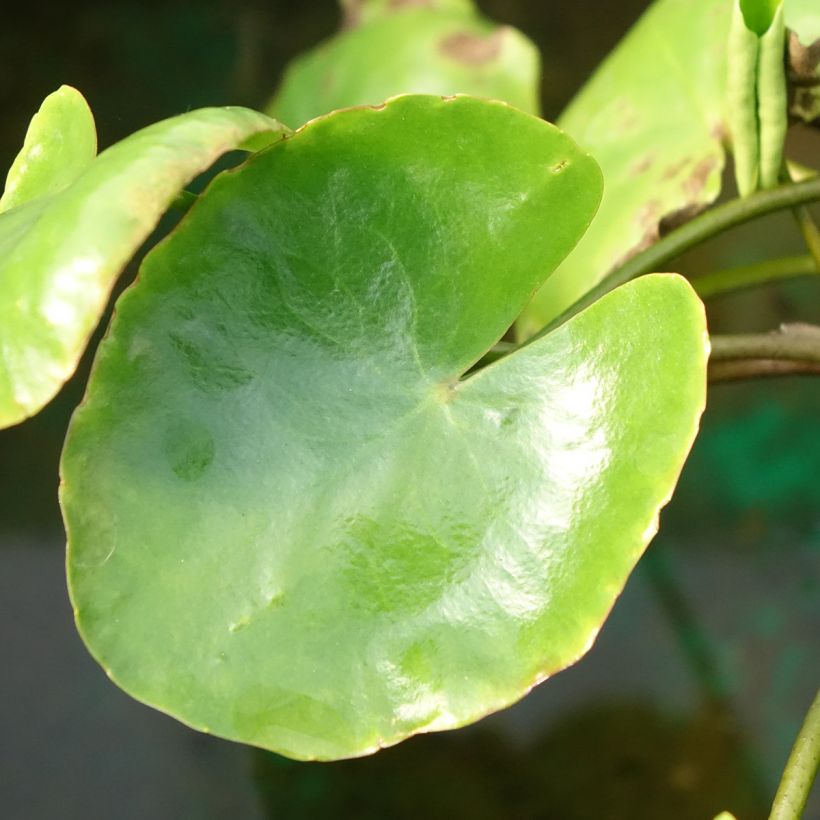 Nymphoides peltata - Limnanthème faux-nénuphar (Foliage)
