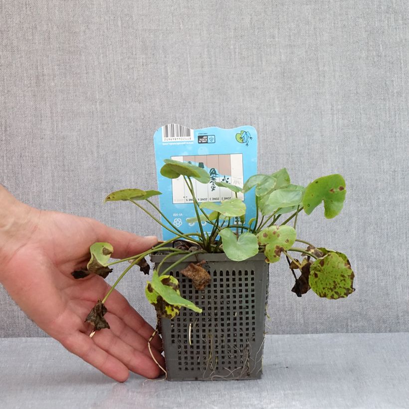 Example of Nymphoides peltata - Limnanthème faux-nénuphar Pot de 1L/1,5L as you get in ete