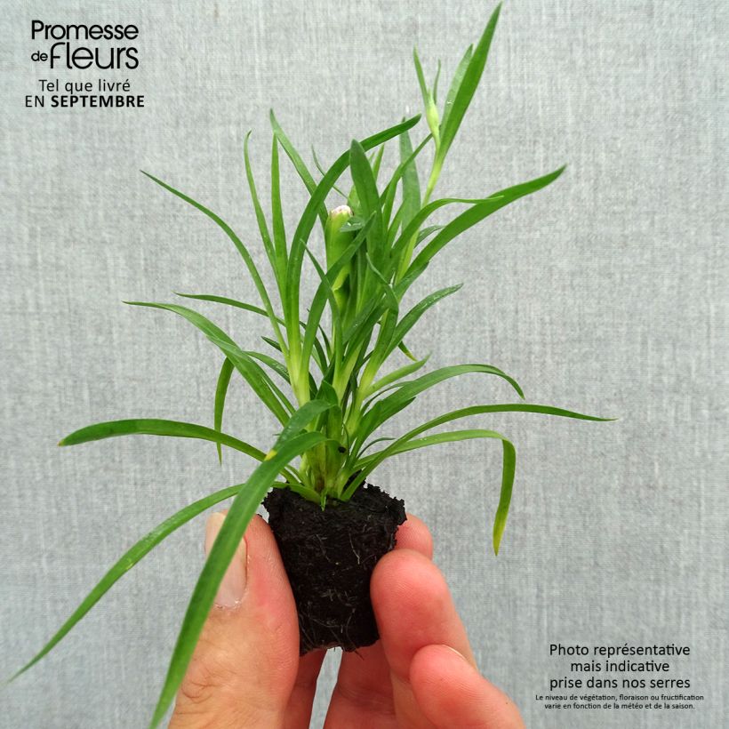 Example of Oeillet double vivace Sunflor Red Esta - Dianthus hybride Mini-motte Ø 1,5/2,5 cm as you get in automne