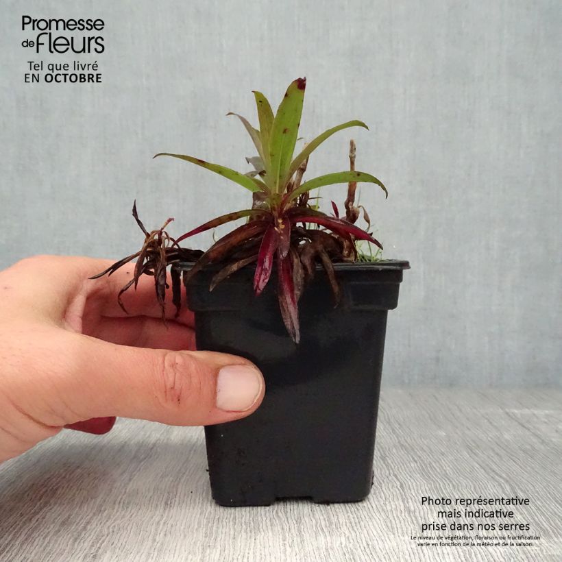 Spécimen de Oeillet de poète Sooty - Dianthus barbatus nigrescens Godet de 7/8 cm tel que livré en automne