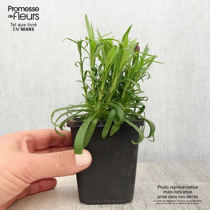 Example of Oeillet double vivace Sunflor Beetle - Dianthus hybride Godet de 8/9 cm as you get in printemps