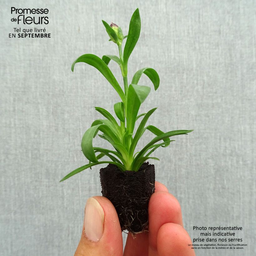 Example of Oeillet double vivace Sunflor Beetle - Dianthus hybride Mini-motte Ø 1,5/2,5 cm as you get in automne