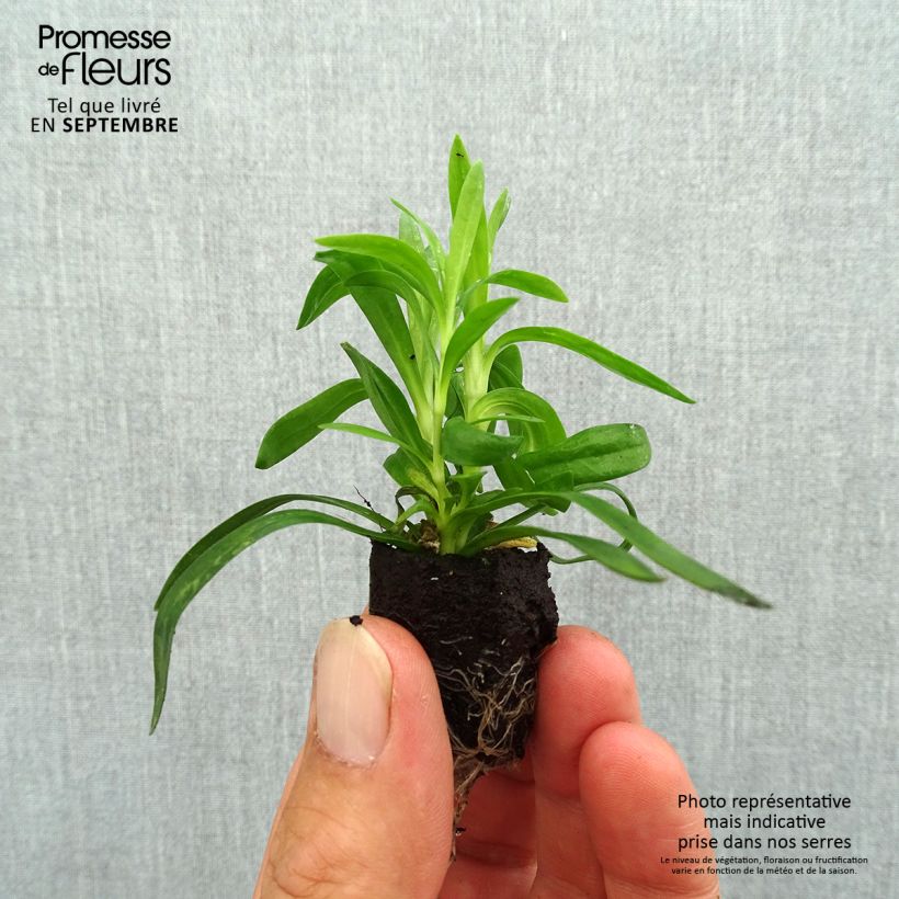 Spécimen de Oeillet double vivace Sunflor Cosmos - Dianthus hybride Mini-motte Ø 1,5/2,5 cm tel que livré en automne