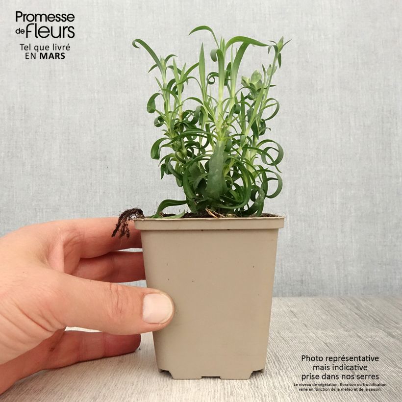 Spécimen de Oeillet double vivace Sunflor Evert - Dianthus hybride Godet de 8/9 cm tel que livré au printemps