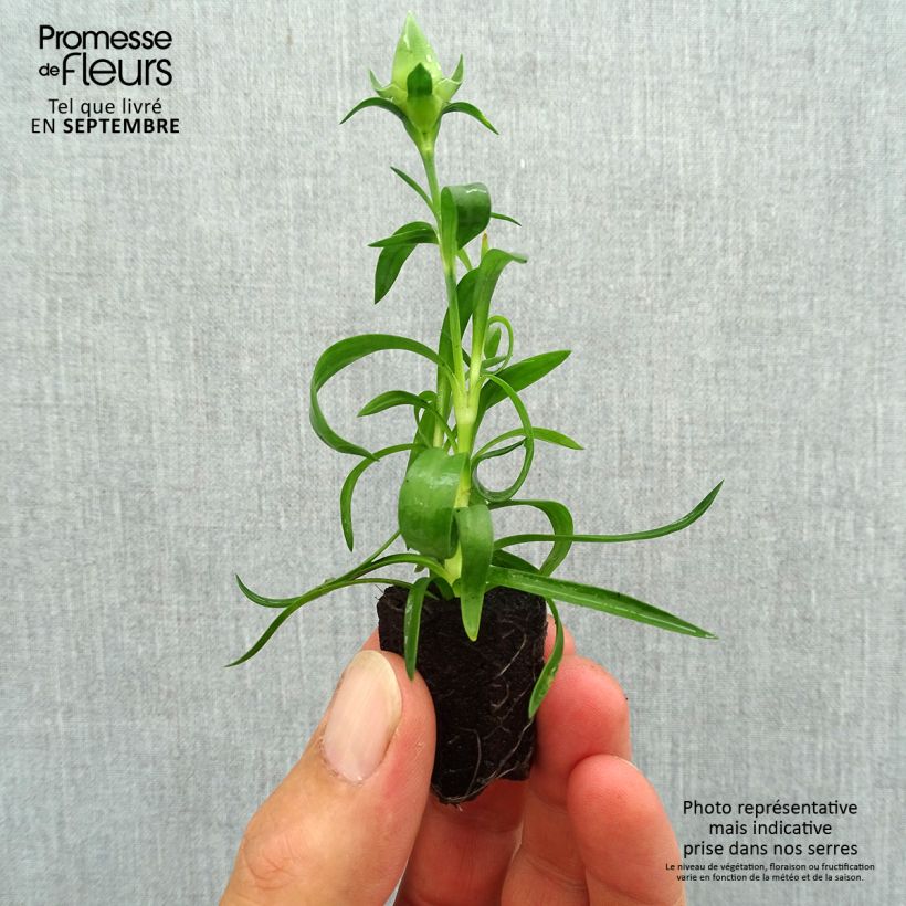 Spécimen de Oeillet double vivace Sunflor Evert - Dianthus hybride Mini-motte Ø 1,5/2,5 cm tel que livré en automne