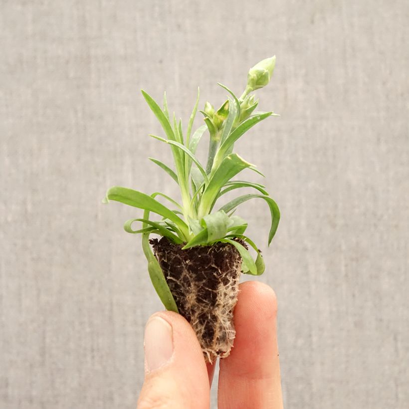 Spécimen de Oeillet double vivace Sunflor Evert - Dianthus hybride Mini-motte Ø 1,5/2,5 cm tel que livré au printemps