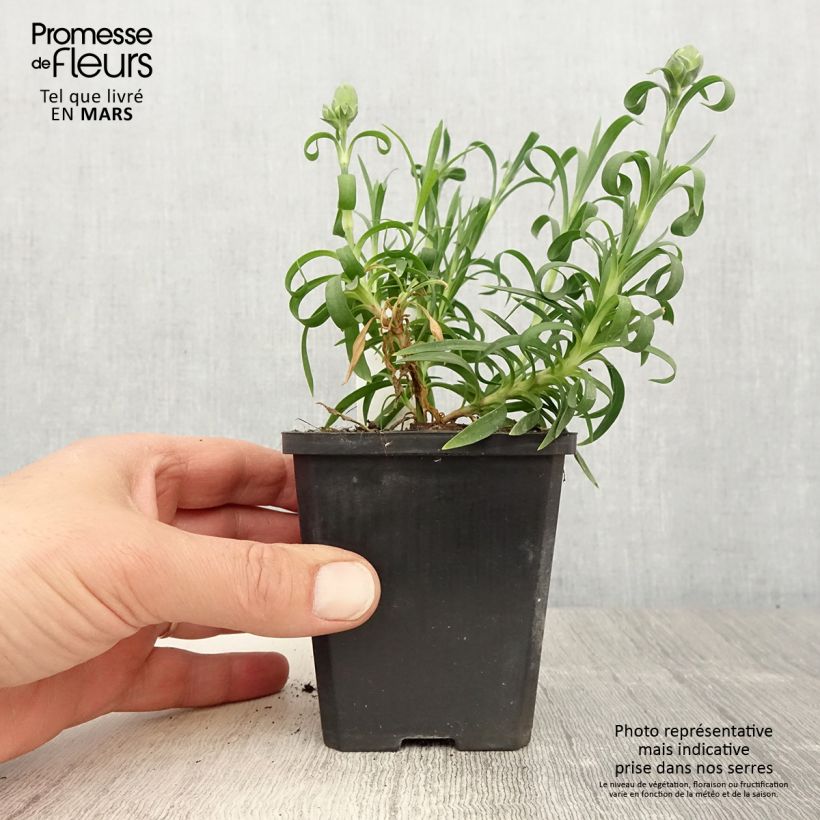 Example of Oeillet double vivace Sunflor Megan - Dianthus hybride Godet de 8/9 cm as you get in printemps