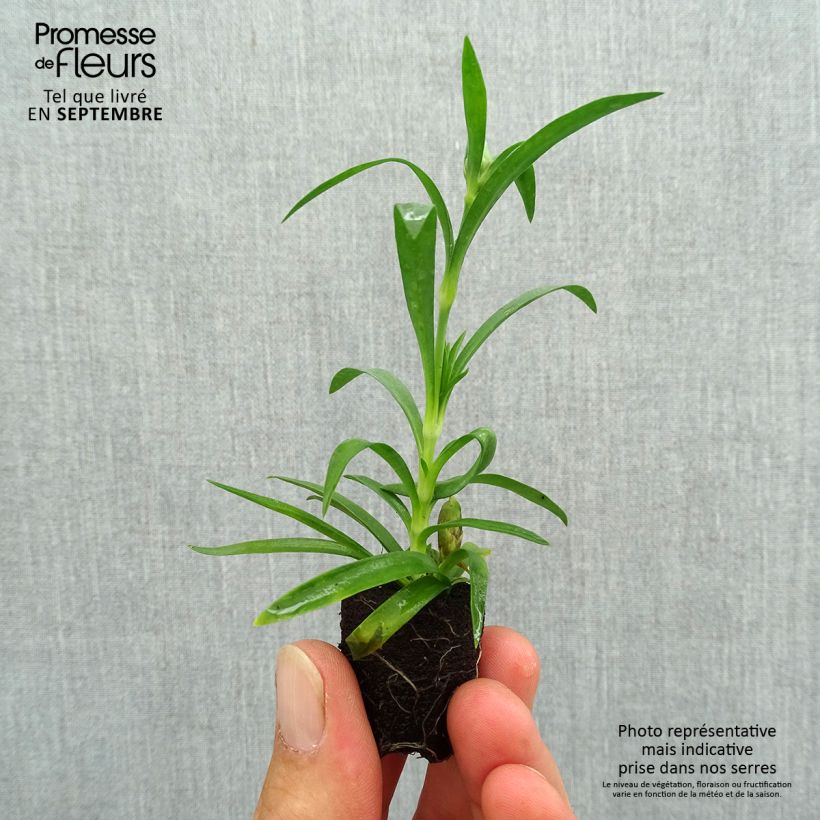 Example of Oeillet double vivace Sunflor Megan - Dianthus hybride Mini-motte Ø 1,5/2,5 cm as you get in automne