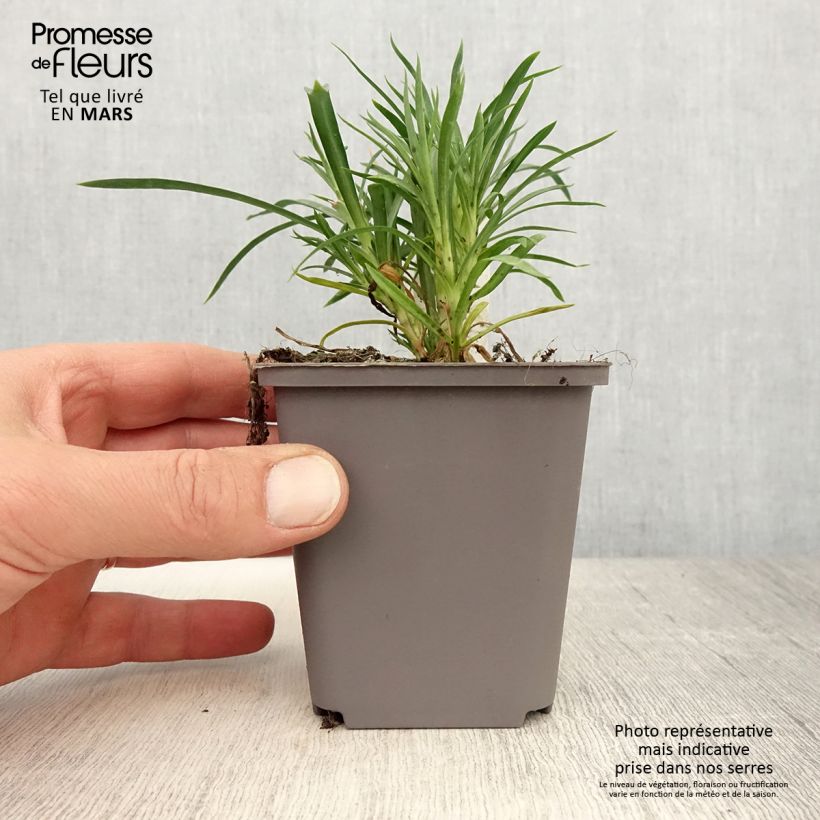 Example of Oeillet double vivace Sunflor Red Esta - Dianthus hybride Godet de 8/9 cm as you get in printemps