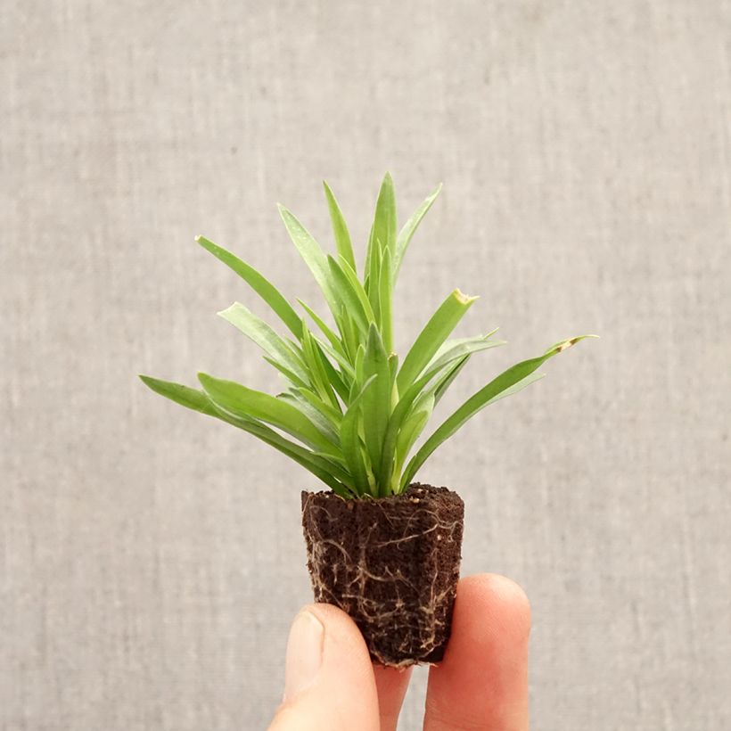 Spécimen de Oeillet double vivace Sunflor Red Esta - Dianthus hybride Mini-motte Ø 1,5/2,5 cm tel que livré au printemps