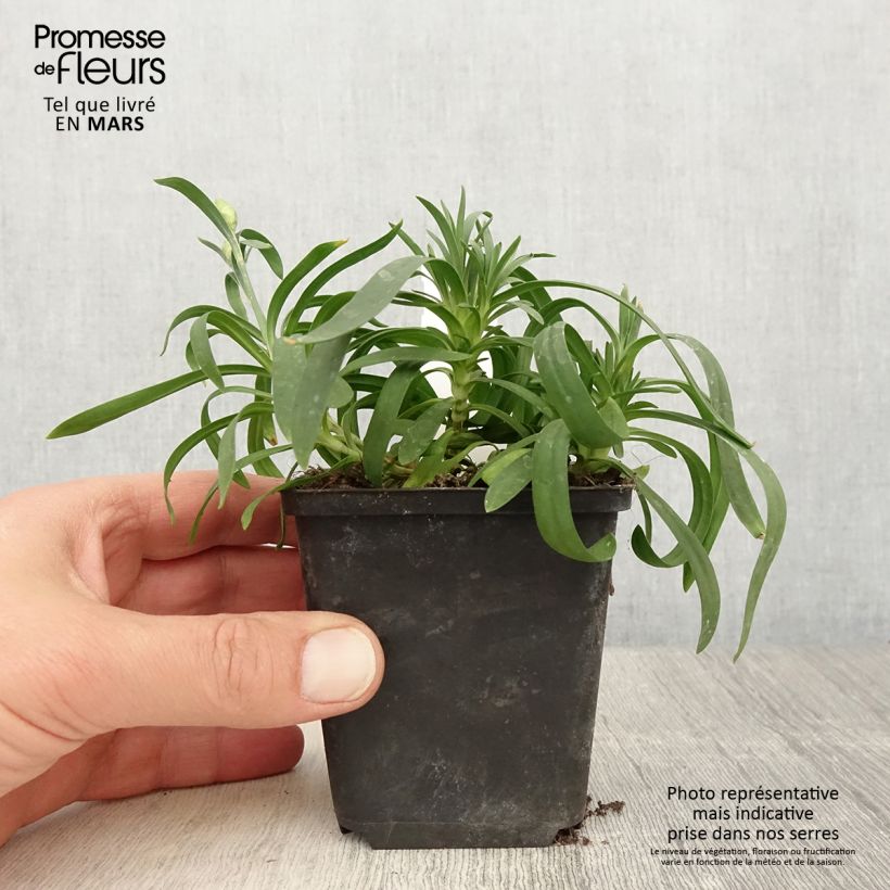 Example of Oeillet double vivace Sunflor Sinclair - Dianthus hybride Godet de 8/9 cm as you get in printemps