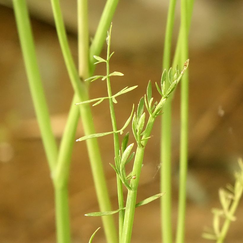Oenanthe aquatica - Oenanthe aquatique (Foliage)