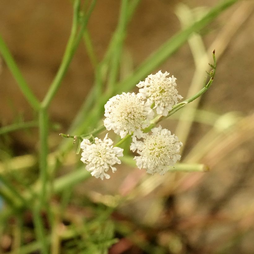 Oenanthe aquatica - Oenanthe aquatique (Flowering)