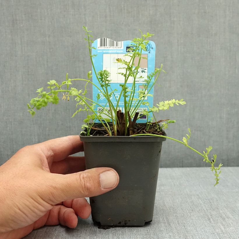Spécimen de Oenanthe aquatica - Oenanthe aquatique Godet de 8/9 cm tel que livré en été