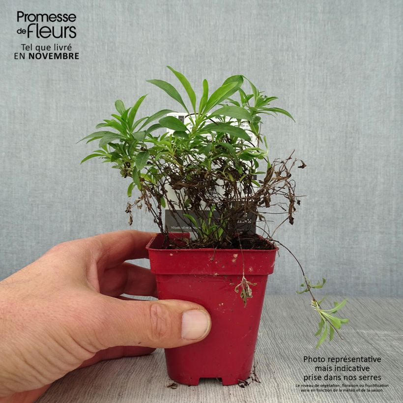 Spécimen de Oenothera African Sun - Onagre hybride  Godet de 8/9 cm tel que livré en automne
