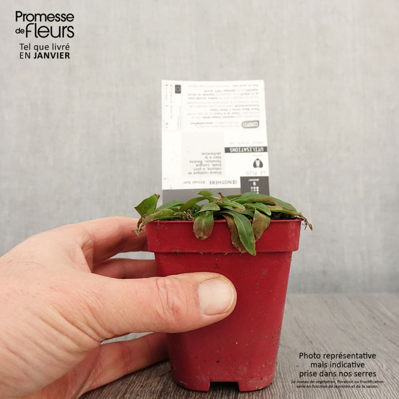 Example of Oenothera African Sun - Onagre hybride  Godet de 8/9 cm as you get in hiver