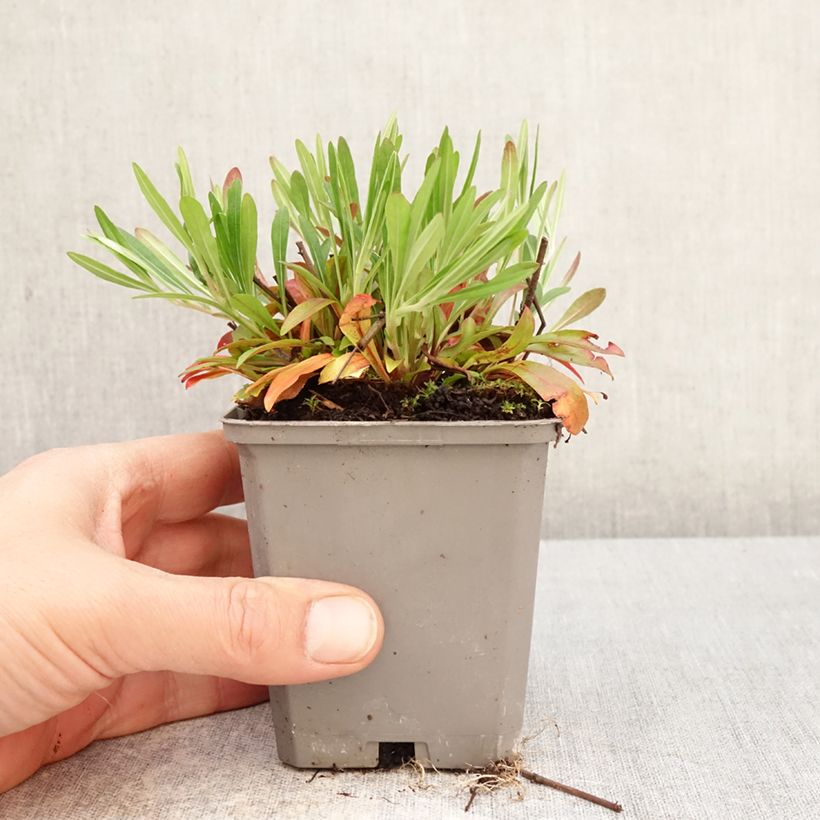 Spécimen de Oenothera African Sun - Onagre hybride  Godet de 8/9 cm tel que livré au printemps