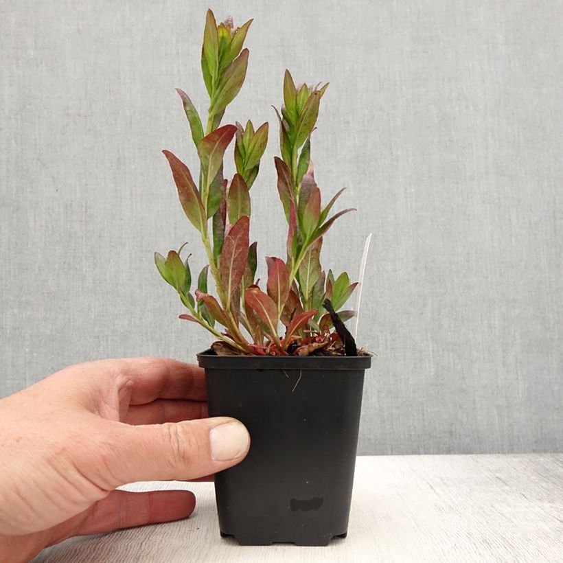 Example of Oenothera fruticosa Hohes Licht - Onagre  Godet de 8/9 cm as you get in printemps