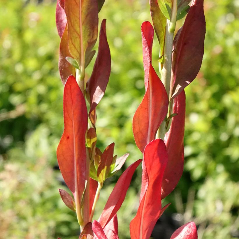 Oenothera fruticosa Hohes Licht - Onagre  (Foliage)