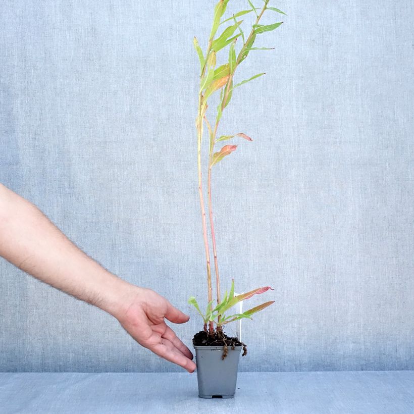 Spécimen de Oenothera glazioviana - Onagre de Lamarck Godet de 8/9 cm tel que livré en été