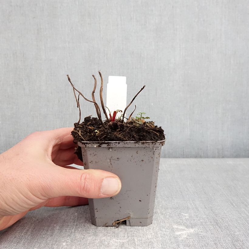 Example of Oenothera missouriensis - Onagre du Missouri Godet de 7/8 cm as you get in hiver